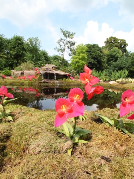 Disa-Orchidee   036.jpg
